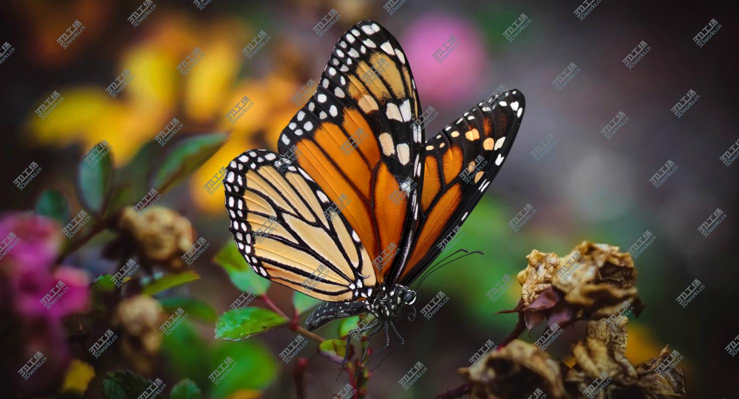 images/goods_img/202104021/3D Milkweed Butterfly Flying Pose/2.jpg